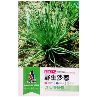 野生沙葱种子春秋四季农家阳台盆栽庭院播种植疏蔬菜蒙古韭种籽孑