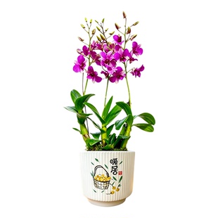 精品泼墨紫兔仙秋石斛兰花苗现带花苞室内好养桌面盆栽绿植花卉
