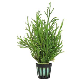 鹿角榕懒人水草植物淡水无土耐低温苔藓鱼缸生态瓶雨淋缸造景