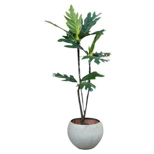 网红植物面包树非洲进口造型小森林盆栽室内绿植阔叶植物好养耐活