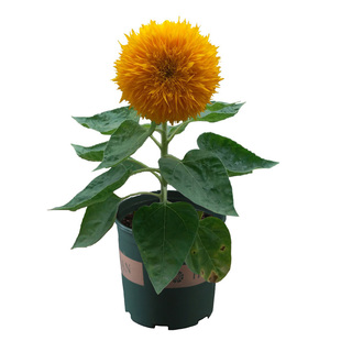 向日葵种子观赏易活食用向阳花矮杆种籽大油葵多头玩具熊盆栽庭院