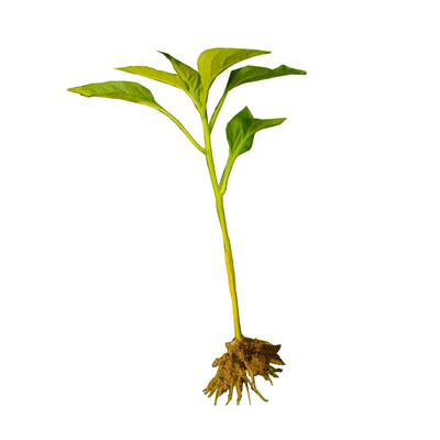 薄皮菜椒苗青皮椒苗朝天椒苗牛角椒苗长线椒苗辣椒秧苗种子辣椒苗