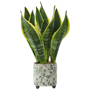 白玉虎皮兰盆栽室内客厅绿植花卉办公室桌面耐阴好养植物净化空气