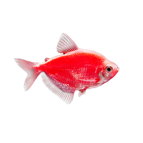 天使鱼观赏鱼纯天然鱼群小型鱼淡水鱼好养耐活喂食学生宝妈宠物