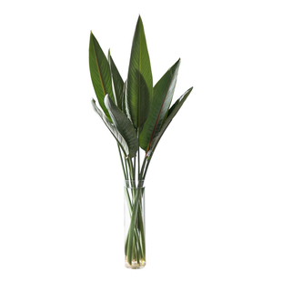 天堂鸟鲜花水培鲜切枝客厅绿植鲜花插花干花水培植物观赏云南直发