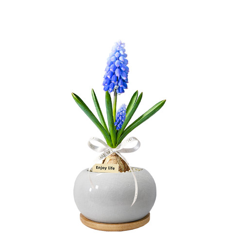 风信子葡萄种球盆栽土培大球天然花卉盆景四季好养活绿植桌面摆件