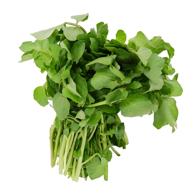 西洋菜种子豆瓣菜种籽