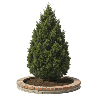 柏树树苗坟地耐寒四季常青塔柏大树苗侧柏松柏蜀桧苗陵园宝塔松树