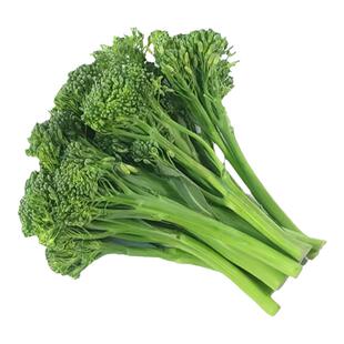 西兰苔苗秧苗西兰苔种子西洋芥兰种籽芥蓝菜苔菜心耐寒秋冬季菜苗