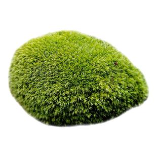 白发藓厚的绿苔盆景雨林缸庭院青苔造景鲜活苔藓微景观大盒装