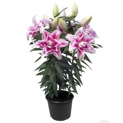 重瓣百合种球虹越进口对版四季种