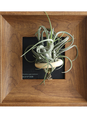 空气凤梨植物展示相框空框DIY
