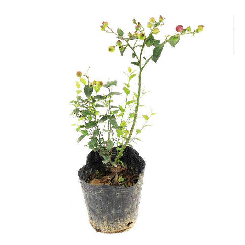 蓝莓苗南方北方种植蓝莓果树苗盆栽地栽特大号f6带土带叶带花带果