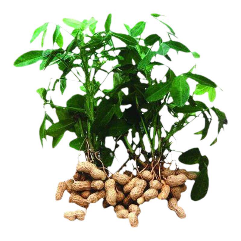 福建草药新鲜花生根花生叶花生茎