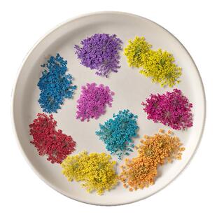 雪珠花押花花材滴胶干花diy手工花植物教学干花天然真花标本美妆