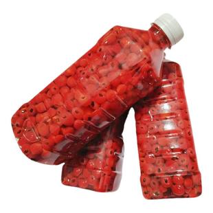 山乡药域 正宗云南红豆杉果子 鲜果紫杉果红豆杉鲜果子500g包邮