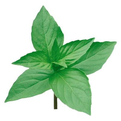 河南大叶荆芥种子苗孑小青菜带土带根盆栽籽种荆棘菜籽荆芥菜种籽