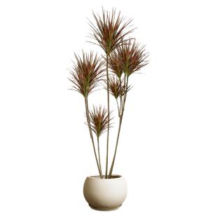 千年木大盆栽龙血树马尾铁北欧高级感客厅室内大型绿植办公室老桩