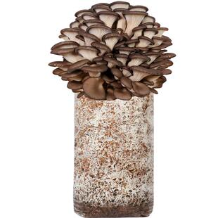 蘑菇种植包平菇香菇菌种菌包栽培种可食用家种菌棒盒阳台种植盆栽