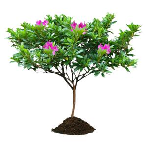 杜鹃庭院耐寒球型植物四季开花