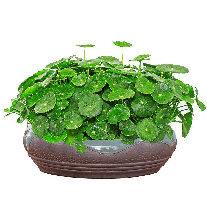 精品大叶铜钱草水培植物盆栽水养水栽金钱草室内四季好养绿植花卉
