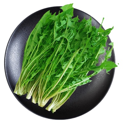 蒲公英野菜新鲜现挖婆婆丁菜包邮