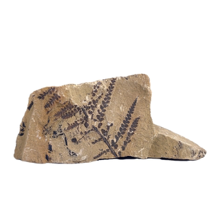 天然古生物三叶虫狼鳍鱼昆虫植物枝脉蕨菊石原石地质科普教学标本