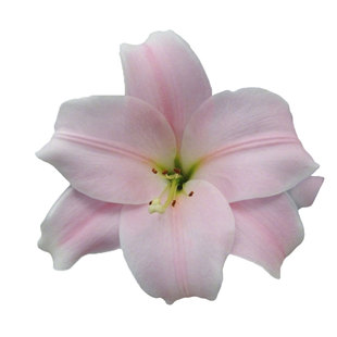 现货百合种球虹越产地直采进口花种子布林迪西眼线粉帕诺25年球