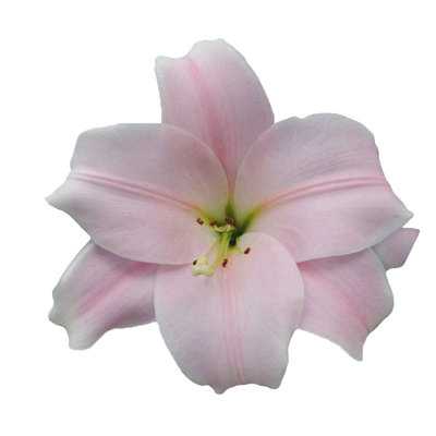 虹越进口百合种球球根花卉阳台