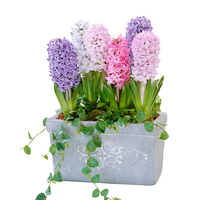 秋季多色进口简单水养风信子种球