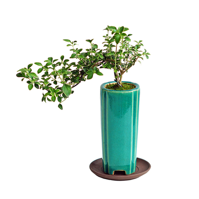 一个包邮造型六月雪清雅秀丽好养