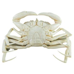 仿真澳洲雪蟹水晶蟹模型白色雪蟹珍宝蟹假海鲜螃水产蟹直播道具