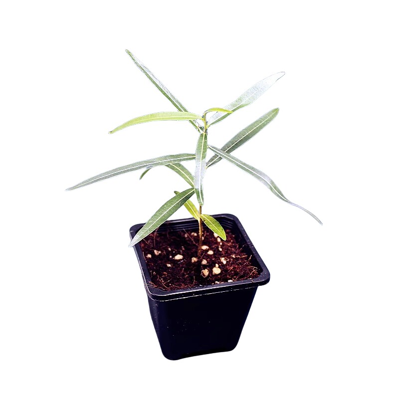 包邮昆士兰瓶干树佛肚树室内绿植观赏植物客厅办公室盆栽耐阴耐旱