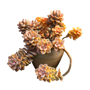 美杏锦一物一拍多肉植物自然出锦绿植花卉窗台阳台向阳派园艺
