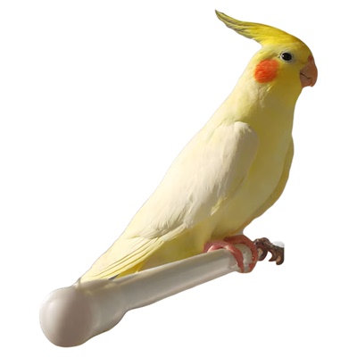 玄凤鹦鹉能学说唱歌粘人宠物亲人