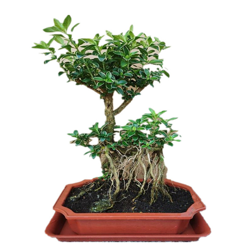 盆景六月雪绿植盆栽 植物金边六月雪提根室内外阳台树桩易养易活