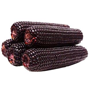 光明农场黑糯玉米粘黏苞米棒甜糯真空包装袋加热即食早餐低脂代餐