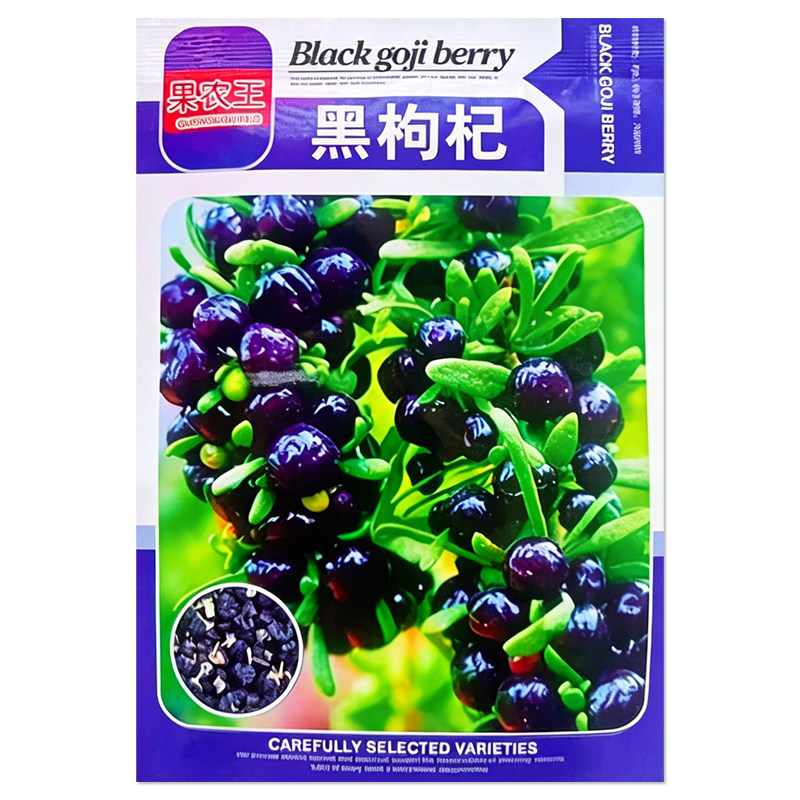 黑枸杞种子阳台盆栽四季