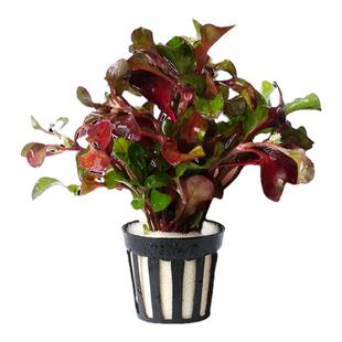 红波水草植物真草造景套餐前景新手火山石阴性水草红波坨草净化水