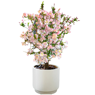 垂丝海棠花盆栽树苗四季开花室内客厅阳台老桩绿植物盆景好养花卉