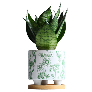 虎皮兰办公室桌面小盆栽室内耐阴懒人植物可爱虎尾兰创意花卉绿植