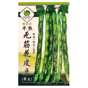 花皮豆角种子高产早熟无筋花皮豆种子八月忙花豆角无筋架豆四季豆