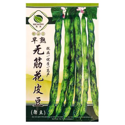 花皮豆角种子高产早熟无筋