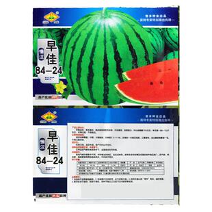 懒汉早佳8424西瓜种子超甜京欣冰糖麒麟懒汉王西瓜种籽皮薄抗重茬