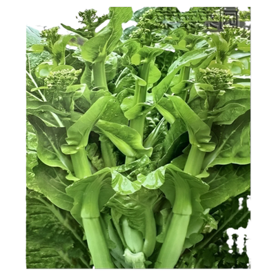 奶油白菜苔种子四季阳台盆栽蔬菜耐热耐寒菜薹懒人易种菜心青菜籽