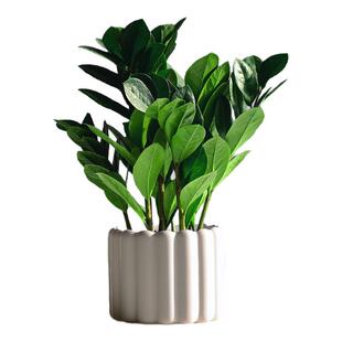 金钱树室内绿植小盆栽桌面盆景治愈养眼小摆件水培花卉办公清新