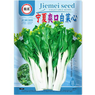 揭美宁夏爽口甜白菜芯种子 秋播特靓甜脆白菜心 阳台大田蔬菜种子