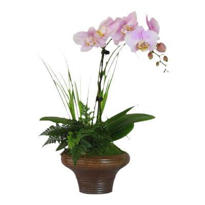 蝴蝶兰盆栽带花室内四季好养开花植物兰花客厅花卉桌面绿植好养