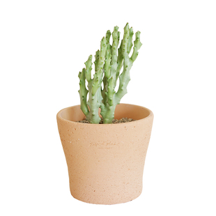 DOLV 豆绿 白珊瑚 索科特魔花ins风稀有沙漠植物好养喜阳桌面盆栽