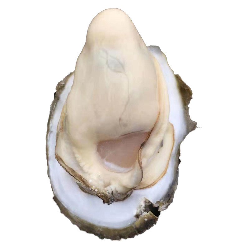 潮海堂鲜活带壳生蚝当季肥美批发